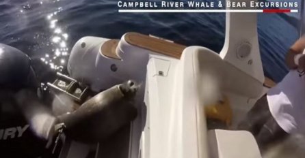 Hrabrost: Tuljan se spasio od gladnih orka skočivši na brod (VIDEO)
