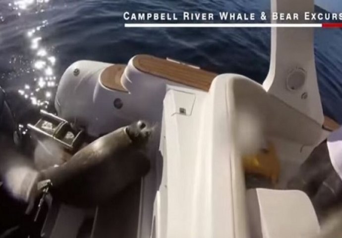 Hrabrost: Tuljan se spasio od gladnih orka skočivši na brod (VIDEO)