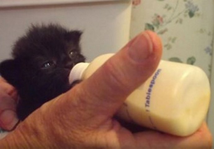 Mačić koji mrda ušima od sreće dok pije mlijeko uljepšat će vam dan (VIDEO)