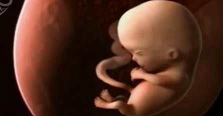 Život je čudo: Kako izgleda 9 mjeseci u maternici? (VIDEO)