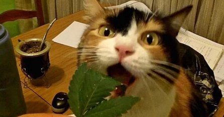 Snimak mačke koja jede marihuanu oduševio je društvene mreže, pogledajte kako to ona radi! (VDEO)