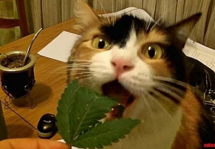 Snimak mačke koja jede marihuanu oduševio je društvene mreže, pogledajte kako to ona radi! (VDEO)