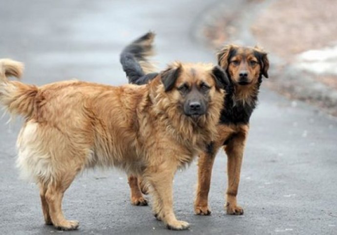 Na ulicama Sarajeva skoro duplo manje napuštenih pasa nego prošle godine