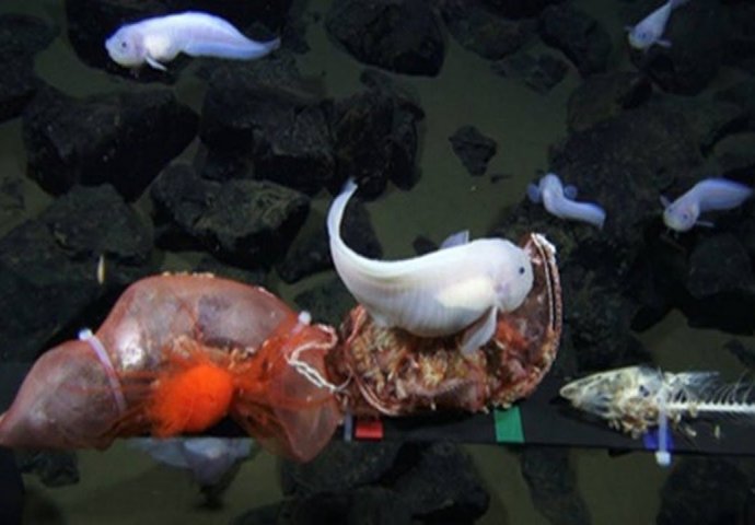 FASCINANTNO OTKRIĆE JAPANSKIH NAUČNIKA: Na NAJDUBLJEM mjestu na svijetu živi riba koju naučnici nisu vidjeli do sada!