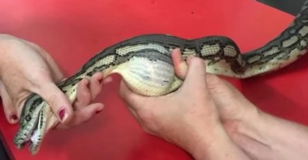 PRONAŠLI SU OVU ZMIJU, A ONDA JE RASPORILI: Nećete vjerovati šta su pronašli u njoj! (VIDEO)