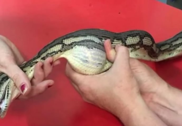 PRONAŠLI SU OVU ZMIJU, A ONDA JE RASPORILI: Nećete vjerovati šta su pronašli u njoj! (VIDEO)
