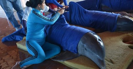 FOTOGRAFIJE OD KOJIH ĆE VAS PROĆI JEZA: Životinje koje su ostale iza uragana Irma su zbunjene i uplašene, ne žele da ostanu same (FOTO)