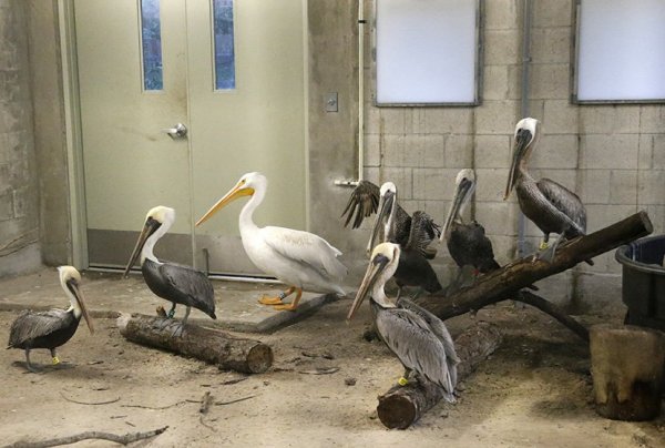 tan2017-9-918144747726-830x0