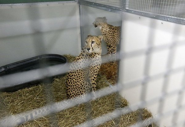 tan2017-9-918423311190-830x0