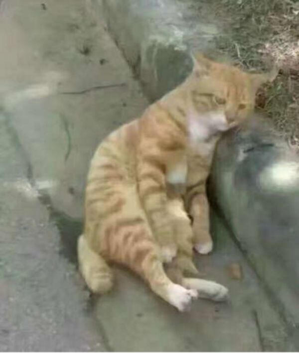 macak3
