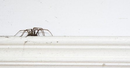Ovako ćete držati pauke dalje od spavaće sobe! 