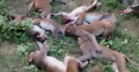 UŽASI ŽIVOTA U PRIRODI: 12 majmuna umrlo od srčanih udara RAZLOG ĆE VAS ŠOKIRATI