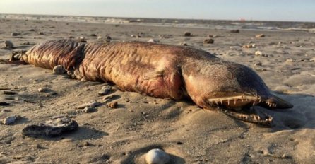 Na plaži u Teksasu nakon uragana Harvey pronađeno OGROMNO morsko stvorenje