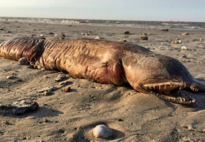 Na plaži u Teksasu nakon uragana Harvey pronađeno OGROMNO morsko stvorenje