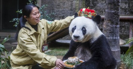 Umrla Basi, najstarija panda na svijetu! (VIDEO) 