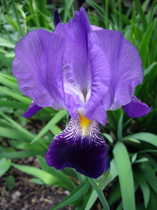 iris