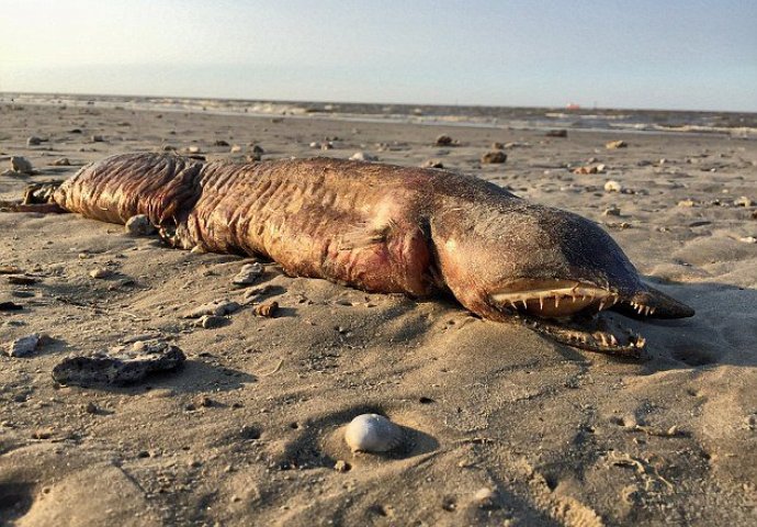 RIJEŠENA MISTERIJA ZUBATOG ČUDOVIŠTA: Pronađen je nasukan na plaži nakon uragana! (FOTO)