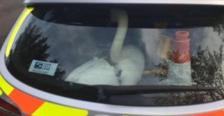 HOT FUZZ: Policija "uhapsila" labuda zbog ometanja saobraćaja! 
