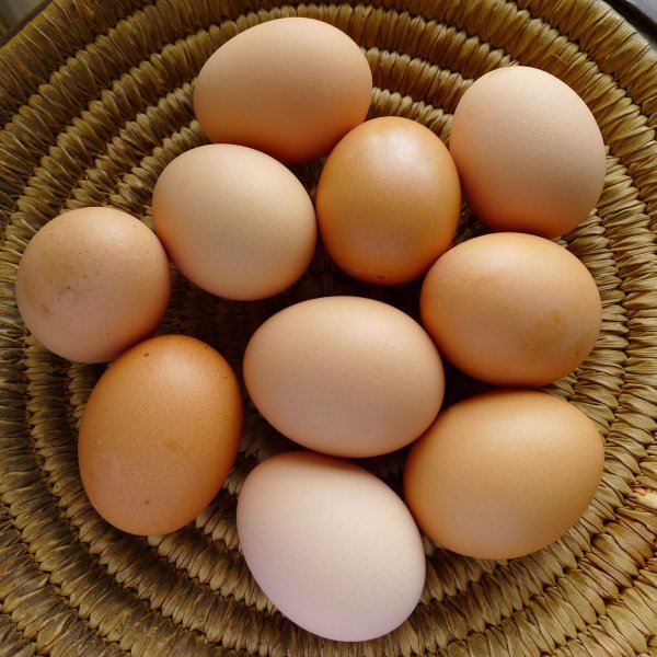 eggs-organic