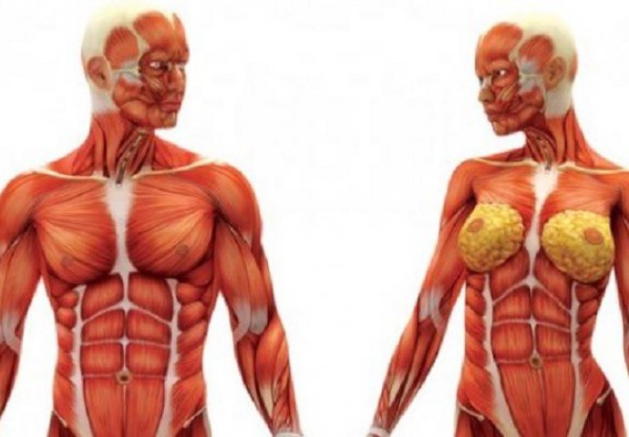 10 NEVJEROVATNIH činjenica o ljudskom tijelu