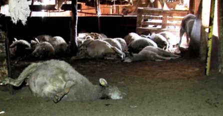 STEVAN OBIŠAO TOR I ZATEKAO JEZIV PRIZOR: 40 ovaca sa rasporenim utrobama, ležalo u sopstvenoj krvi (FOTO)