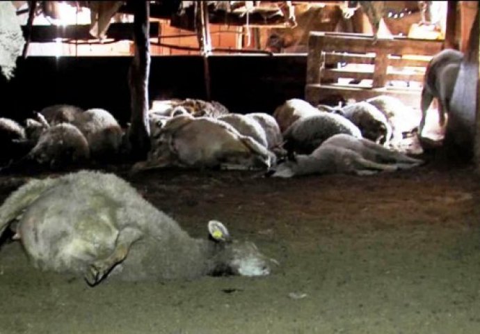 STEVAN OBIŠAO TOR I ZATEKAO JEZIV PRIZOR: 40 ovaca sa rasporenim utrobama, ležalo u sopstvenoj krvi (FOTO)