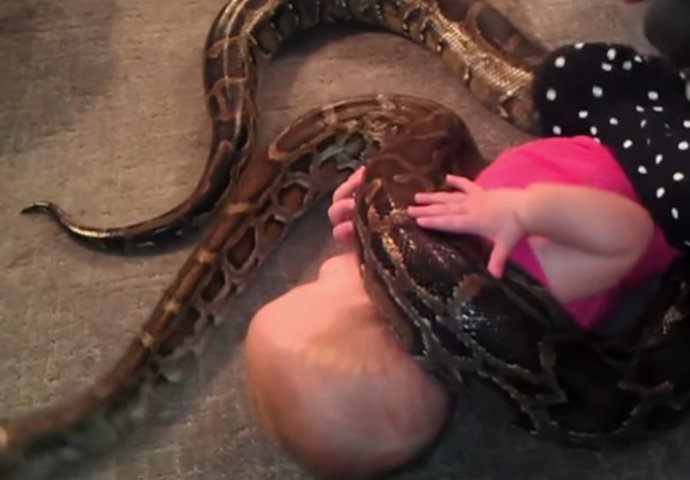 NOĆNA MORA: Oko bebe se obmotao dugački PITON, a zbog onog što je uradio bebin otac MNOGI GA OSUĐUJU!(VIDEO)