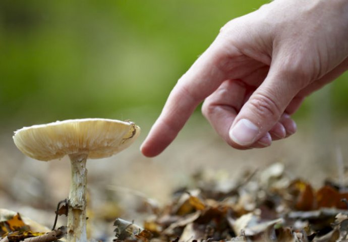 Gljivama se otrovalo 27 osoba, jedna žena u teškom stanju