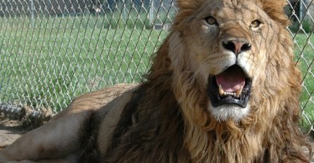 Jeste li ikada željeli pomilovati lava? On je pokušao, a završio je ovako.. (VIDEO)