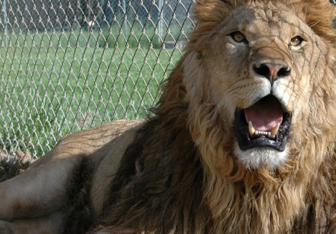 Jeste li ikada željeli pomilovati lava? On je pokušao, a završio je ovako.. (VIDEO)
