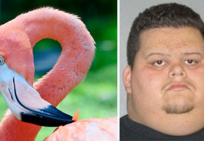 IMA LI DOVOLJNE KAZNE: Muškarac silovao flaminga do smrti 