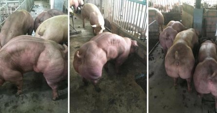 SVINJE MUTANTI: Na ovoj farmi svinje izgledaju kao HULK, a teki ih čeka PRAVI HOROR!