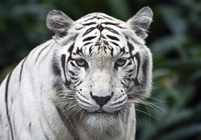 STRAVIČNO: Dva bijela tigra usmrtila čuvara nacionalnog parka