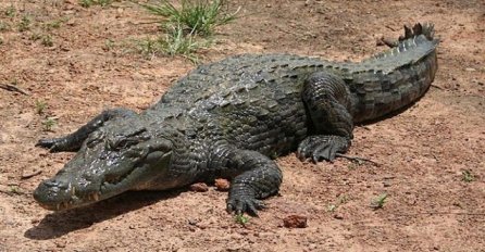 Krokodil napao par za vrijeme romatičnog noćnog kupanja (VIDEO)
