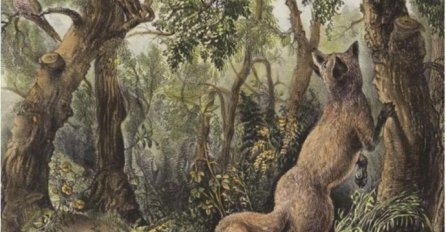 Imate li genijalan um? Pokušajte otkriti koliko je životinja i lica na ovoj fotografiji