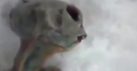 PRONAĐEN VANZEMALJAC U SIBIRU: Bio zakopan u snijegu, imao je krupne oči i OTVORENA USTA! (VIDEO)