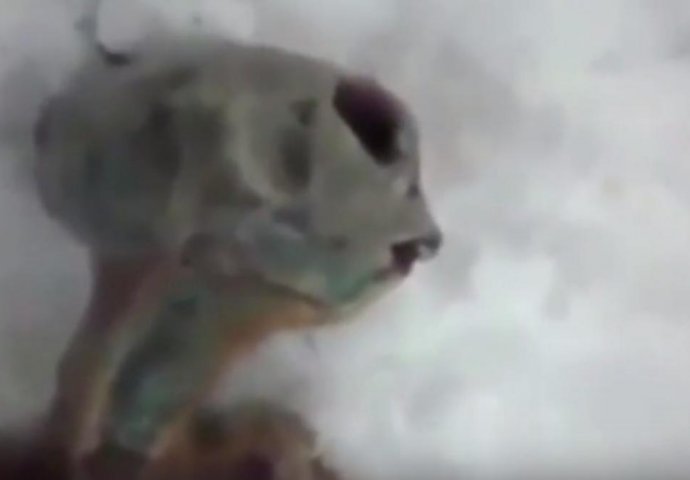 PRONAĐEN VANZEMALJAC U SIBIRU: Bio zakopan u snijegu, imao je krupne oči i OTVORENA USTA! (VIDEO)