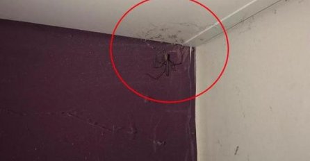 JEDNOSTAVNI TRIKOVI: Evo kako da držite pauke što dalje od kreveta i spavaće sobe