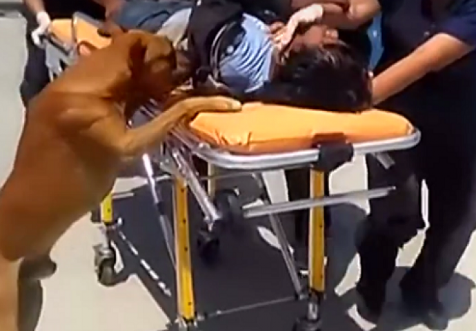 Ovi psi toliko vole svog vlasnika da su ga pratili i u bolnicu (VIDEO)