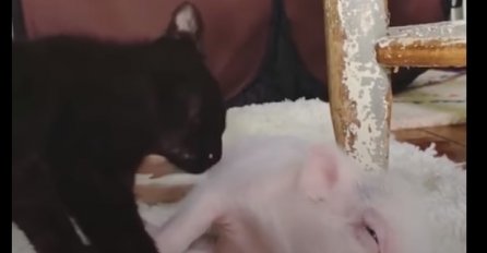 Spašenog praščića odgojile su mace i sada je najsretniji na svijetu (VIDEO)