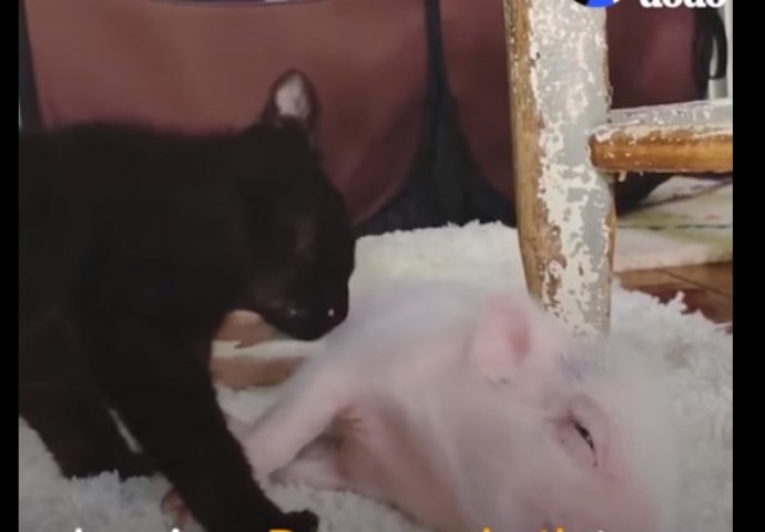 Spašenog praščića odgojile su mace i sada je najsretniji na svijetu (VIDEO)