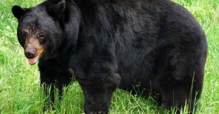 Uhvaćen najveći mrki medvjed na Balkanu