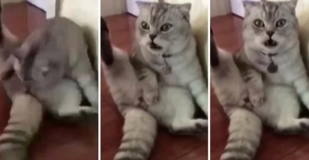 Neprocjenjiva reakcija:  Mačak doživio šok nakon što je shvatio da je ostao bez ponosa  