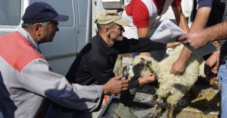 TIKA donirala ovce porodicama s područja istočne Bosne
