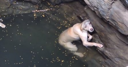 JOŠ IMA DOBRIH LJUDI: Ova kujica upala je u bunar, a pogledajte što su oni uradili! (VIDEO)