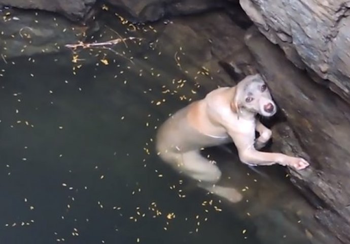 JOŠ IMA DOBRIH LJUDI: Ova kujica upala je u bunar, a pogledajte što su oni uradili! (VIDEO)