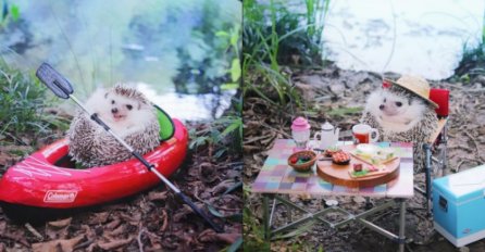 UPOZNAJTE AZUKIJA: Malog  ježa koji ima vlastiti Instagram profil!
