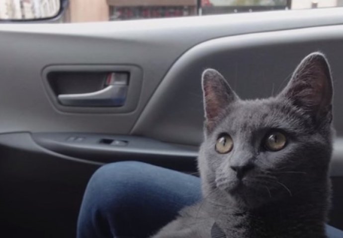 Preslatka maca koja se ponaša kao pas i to će vas očarati (VIDEO)