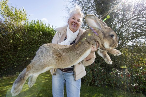 171355-0-caters-jeff-the-giant-rabbit-16-1000-53b0991fcd-1484633649