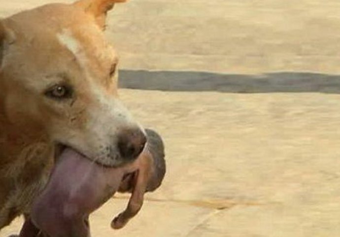 Pas lutalica našao NAPUŠTENU BEBU u smeću i u ZUBIMA je odnio do prve pomoći!